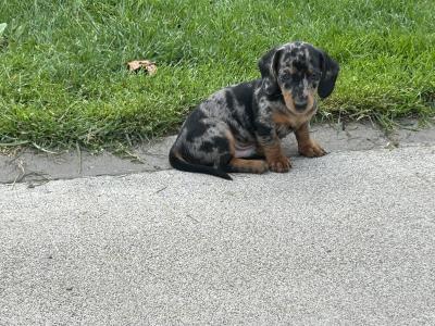 Miniature Smooth Hair Dachshund puppies in Monaghan