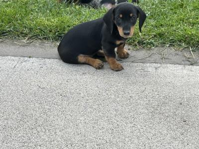 Miniature Smooth Hair Dachshund puppies in Monaghan