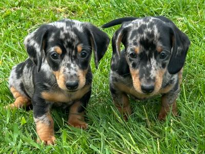 Miniature Smooth Hair Dachshund puppies in Monaghan