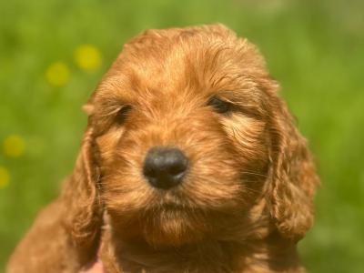 Delightful F1 Red Cockapoo puppies in Cork