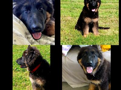 IKC  German Shepherd Pup 5 Generation Pedigree