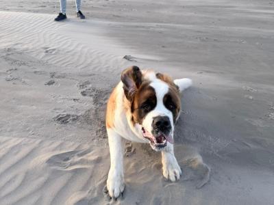 IKC Registered St Bernard for Stud