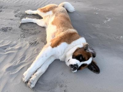 IKC Registered St Bernard for Stud