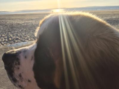 IKC Registered St Bernard for Stud