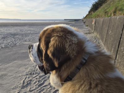 IKC Registered St Bernard for Stud