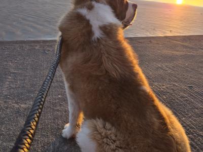 IKC Registered St Bernard for Stud