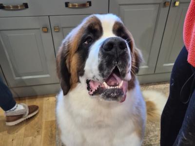 IKC Registered St Bernard for Stud
