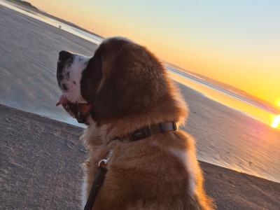 IKC Registered St Bernard for Stud