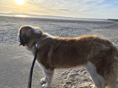 IKC Registered St Bernard for Stud