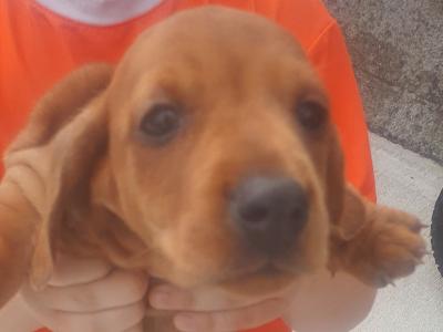 IKC Registered (pending) Miniature Dachshund puppies in Galway