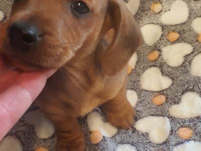 IKC Registered (pending) Miniature Dachshund puppies in Galway