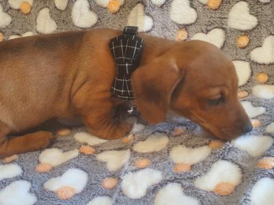 IKC Registered (pending) Miniature Dachshund puppies in Galway