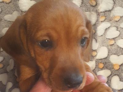 IKC Registered (pending) Miniature Dachshund puppies in Galway