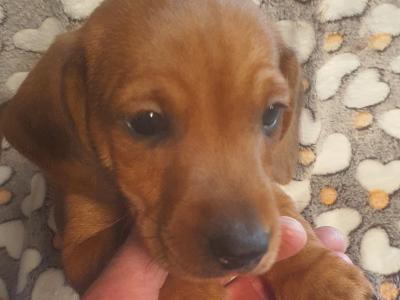 IKC Registered Miniature Dachshund puppies in Galway
