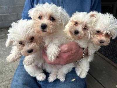 Maltese puppies in Tipperary