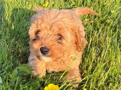 Cavapoo puppies in Kilkenny
