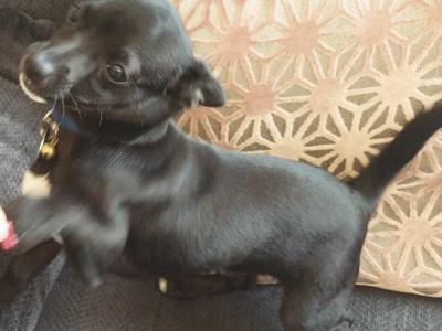 Male Chihuahua puppy 5 months old