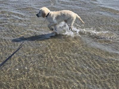 Lucky is a 3 month old male Golden Retriever puppy in Dublin