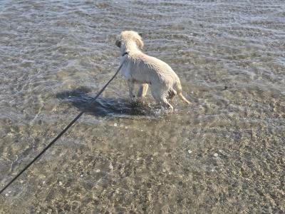 Lucky is a 3 month old male Golden Retriever puppy in Dublin