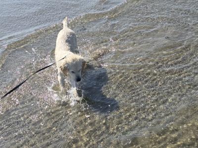 Lucky is a 3 month old male Golden Retriever puppy in Dublin