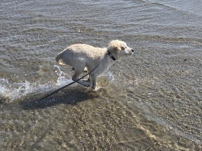 Lucky is a 3 month old male Golden Retriever puppy in Dublin