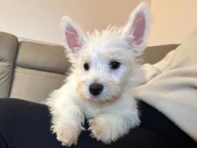 Full Pedigree IKC Registered West Highland White Terrier puppies in Fermanagh  0871486601
