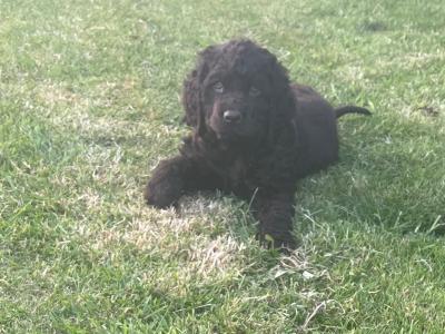 IKC Registered (pending) Irish Water Spaniel puppies for sale in Monaghan