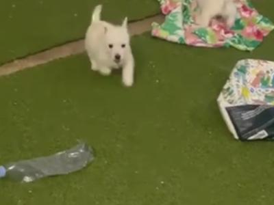 Full Pedigree IKC Registered West Highland White Terrier puppies in Fermanagh  0871486601