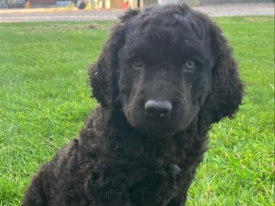 IKC Registered (pending) Irish Water Spaniel puppies for sale in Monaghan