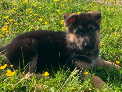 *** IKC Registered Traditional Straight Back German Shepherd puppies in Laois***