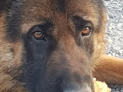 Stunning IKC Registered female German Shepherd puppy in Cavan