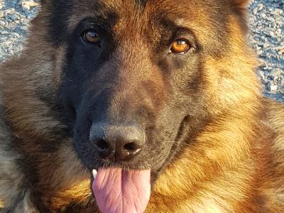 Stunning IKC Registered female German Shepherd puppy in Cavan