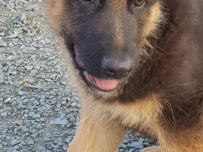 Stunning IKC Registered female German Shepherd puppy in Cavan