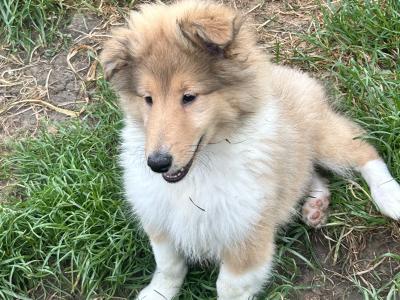 Rough Collie puppies for sale in Limerick