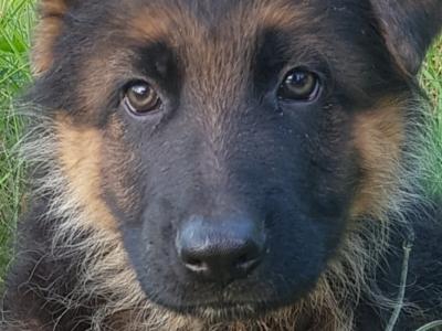 Stunning IKC Registered female German Shepherd puppy in Cavan