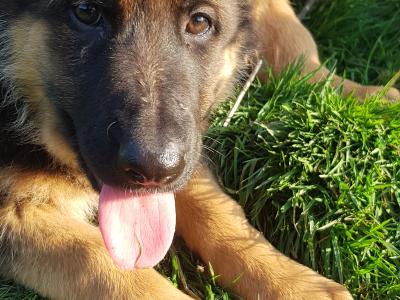 Stunning IKC Registered female German Shepherd puppy in Cavan