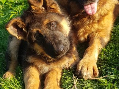 Stunning IKC Registered female German Shepherd puppy in Cavan