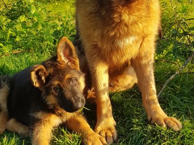 Stunning IKC Registered female German Shepherd puppy in Cavan