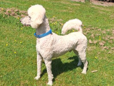 Turloc is an IKC Registered Pedigree male Standard Poodle in Dublin