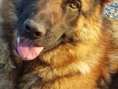 Stunning IKC Registered female German Shepherd puppy in Cavan