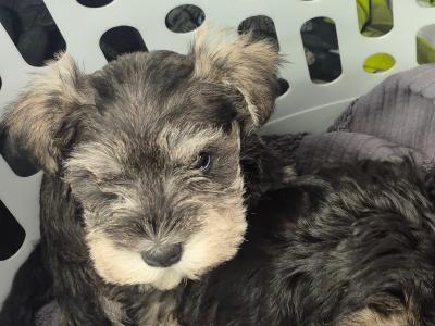 Miniature Schnauzer puppies in Cork