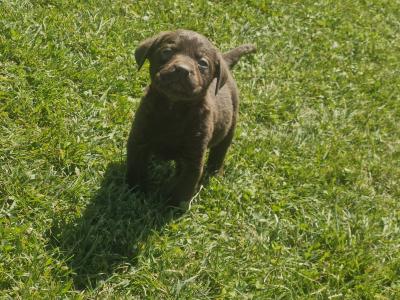 Chocolate Labrador puppies for sale in Monaghan - Purebred