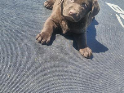 Chocolate Labrador puppies for sale in Monaghan - Purebred