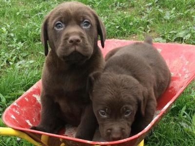 Chocolate Labrador puppies for sale in Monaghan - Purebred