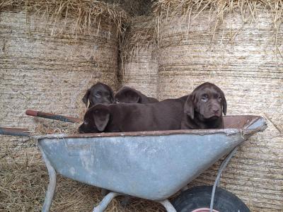 Chocolate Labrador puppies for sale in Monaghan - Purebred