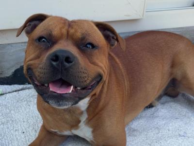 IKC Registered English Staffordshire Bull Terrier Champion breed