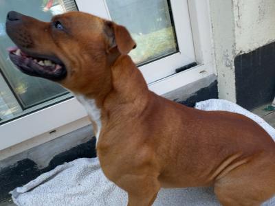IKC Registered English Staffordshire Bull Terrier Champion breed