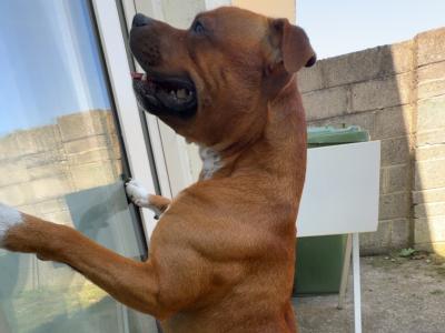 IKC Registered English Staffordshire Bull Terrier Champion breed