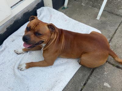 IKC Registered English Staffordshire Bull Terrier Champion breed
