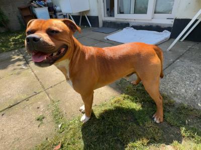 IKC Registered English Staffordshire Bull Terrier Champion breed